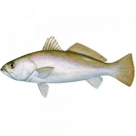 ماهی هوکی