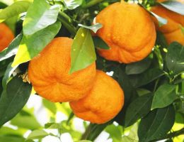 خواص نارنج (0 تا 100 نکات درمانی و تغذیه ای)