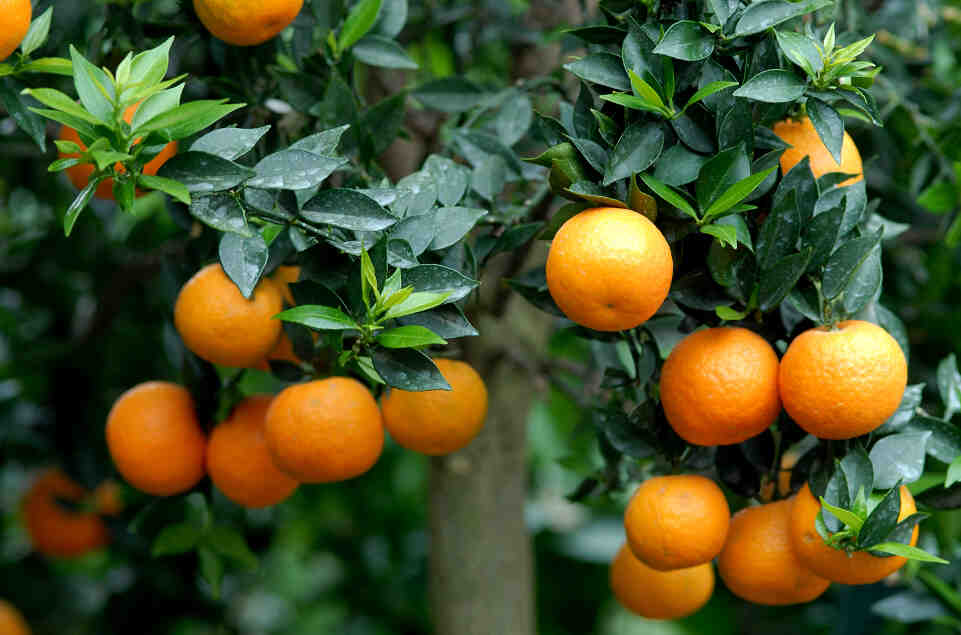 نکات درمانی نارنج