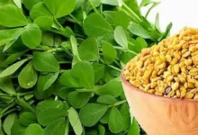 شنبلیله و مدیریت وزن: آیا این گیاه دارویی باعث چاقی می‌شود یا به لاغری کمک می‌کند؟