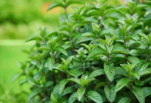 بررسی جامع خواص نعناع برای رحم و سلامت زنان: از تسکین درد قاعدگی تا تعادل هورمونی