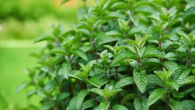 بررسی جامع خواص نعناع برای رحم و سلامت زنان: از تسکین درد قاعدگی تا تعادل هورمونی