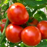 خواص گوجه فرنگی برای مردان