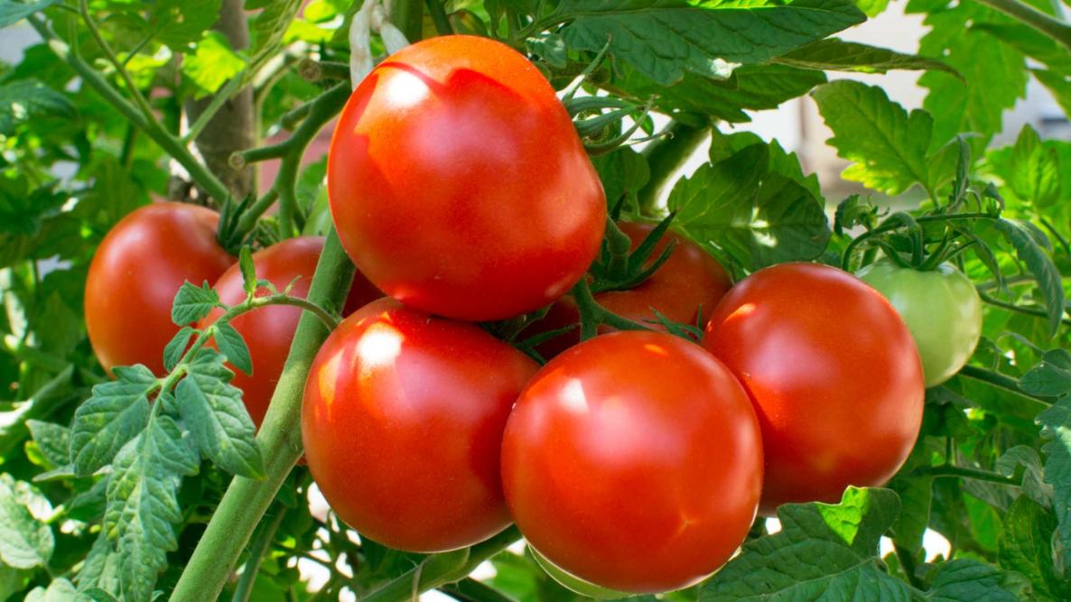 خواص گوجه فرنگی برای مردان