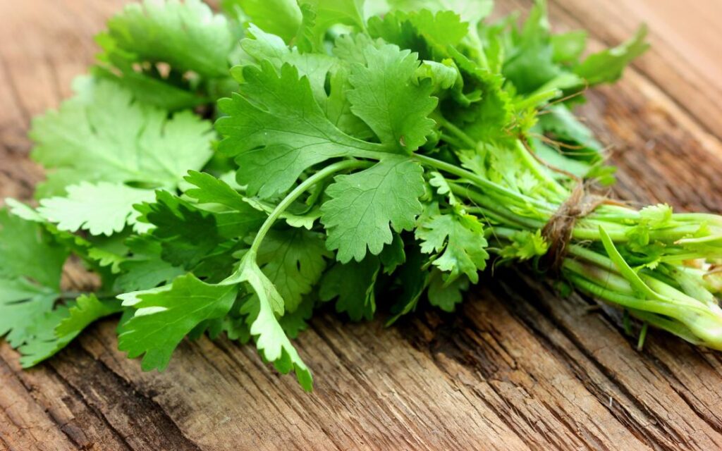 خواص گشنیز برای تنبلی تخمدان (2 خاصیت شگفت انگیز)