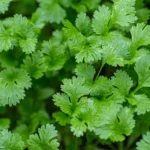 خواص گشنیز برای پروستات (2 خاصیت شگفت انگیز)