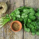 خواص دمنوش گشنیز (2 خاصیت شگفت انگیز)