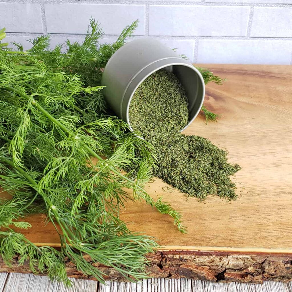 خواص سبزی شوید خشک برای لاغری (2 خاصیت شگفت انگیز)