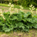 خواص گل گیاه ریواس برای موی سر (2 خاصیت شگفت انگیز)