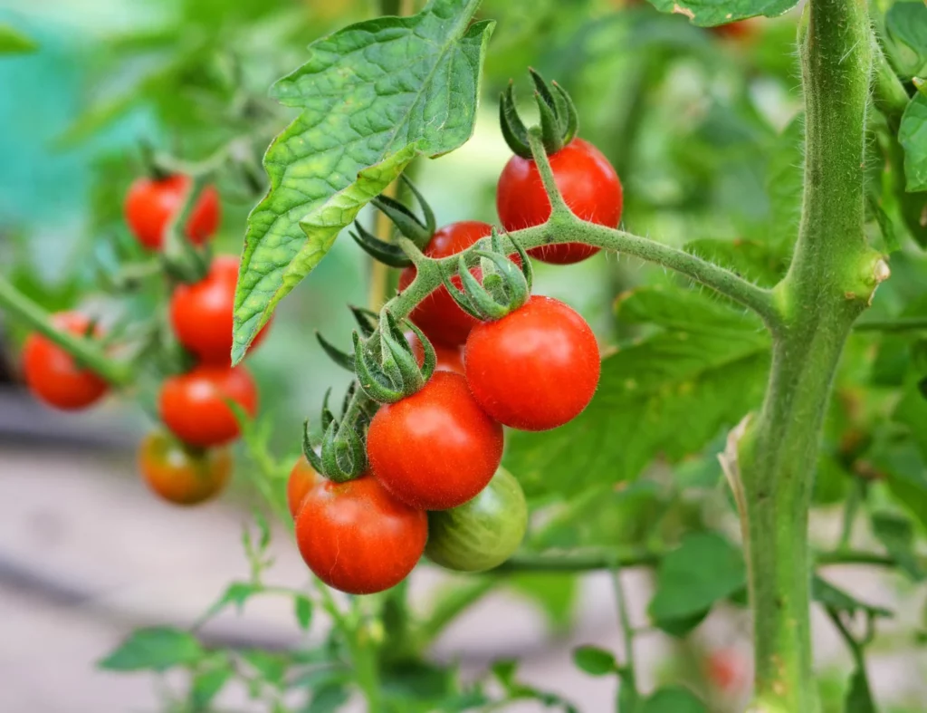 خواص گوجه فرنگی برای کم خونی (2 خاصیت شگفت انگیز)