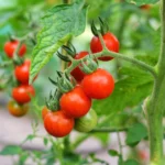خواص گوجه فرنگی برای کم خونی (2 خاصیت شگفت انگیز)