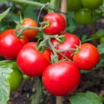 خواص گوجه فرنگی برای غلظت خون (2 خاصیت شگفت انگیز)