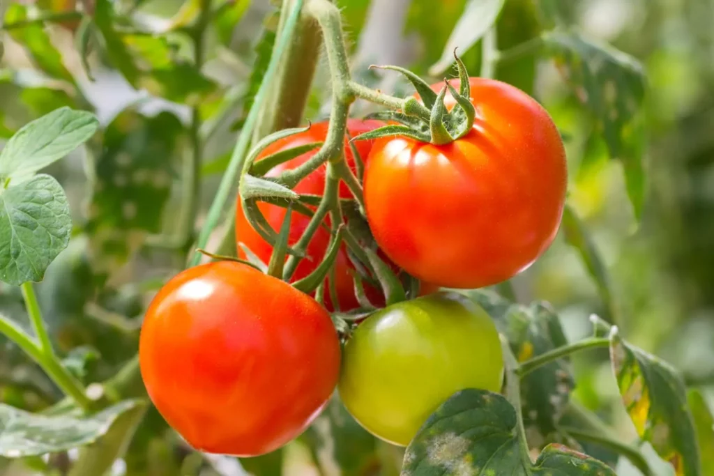 خواص گوجه فرنگی برای اسپرم (2 خاصیت شگفت انگیز)