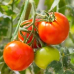 خواص گوجه فرنگی برای اسپرم (2 خاصیت شگفت انگیز)