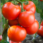 خواص گوجه فرنگی برای پروستات (2 خاصیت شگفت انگیز)