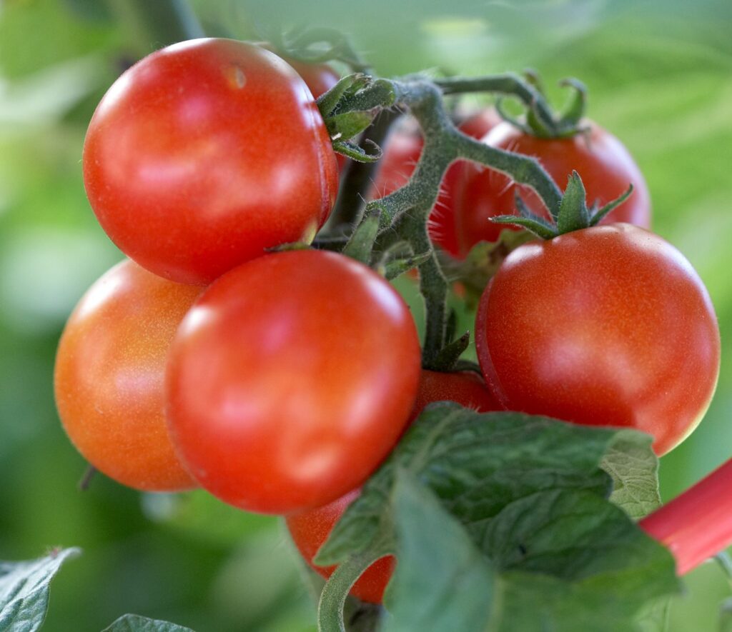 خواص گوجه فرنگی برای رحم (2 خاصیت شگفت انگیز)