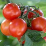 خواص گوجه فرنگی برای رحم (2 خاصیت شگفت انگیز)