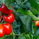 گوجه فرنگی و پروستات: از پیشگیری سرطان تا بهبود علائم (راهنمای جامع علمی)