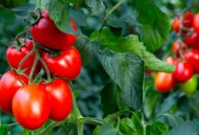 گوجه فرنگی و پروستات: از پیشگیری سرطان تا بهبود علائم (راهنمای جامع علمی)
