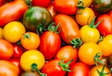 آیا گوجه فرنگی واقعاً بر بهبود نعوظ تأثیر دارد؟ بررسی جامع علمی