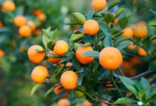 خواص نارنگی برای کودکان: راهنمای جامع برای والدین