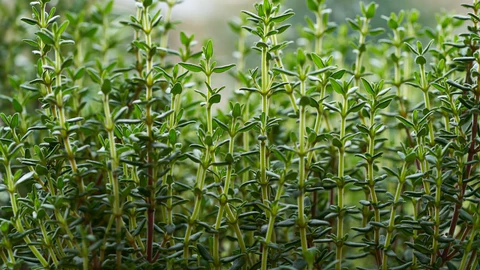 آیا آویشن باعث حساسیت میشود ؟ (2 نکته شگفت انگیز)