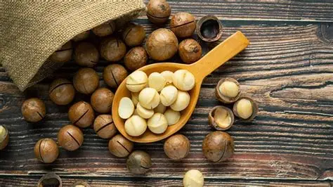 خواص فندق ماکادمیا خواص فندق ماکادمیا