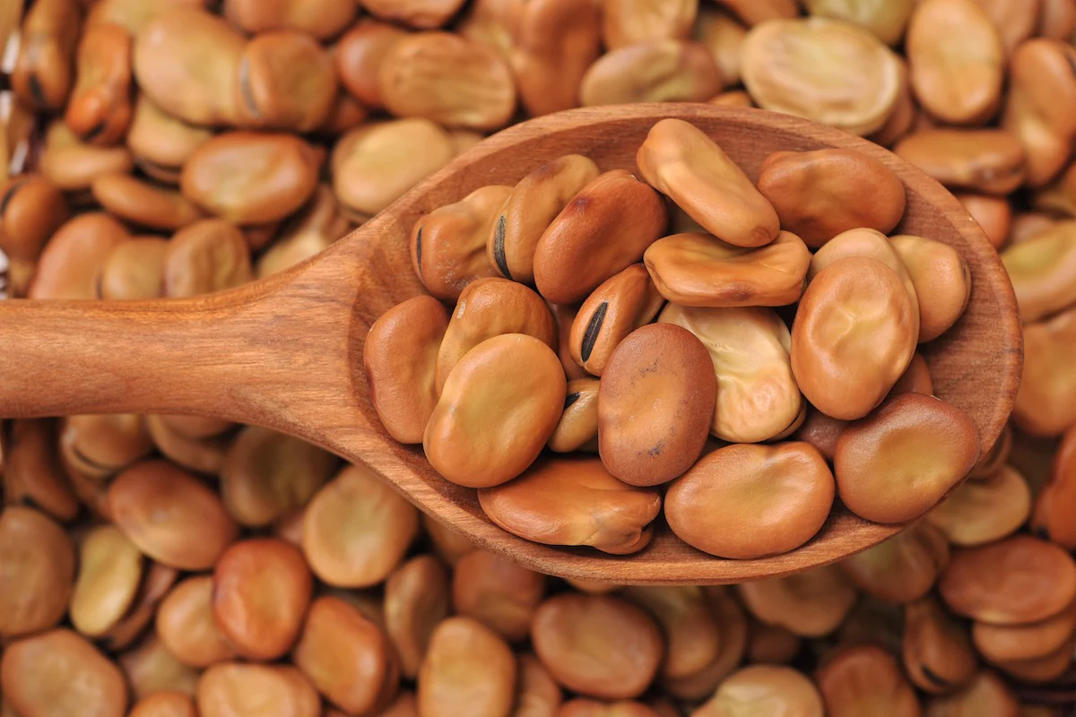 خواص باقلا در طب سنتی (۳ تاثیر شگفت انگیز)