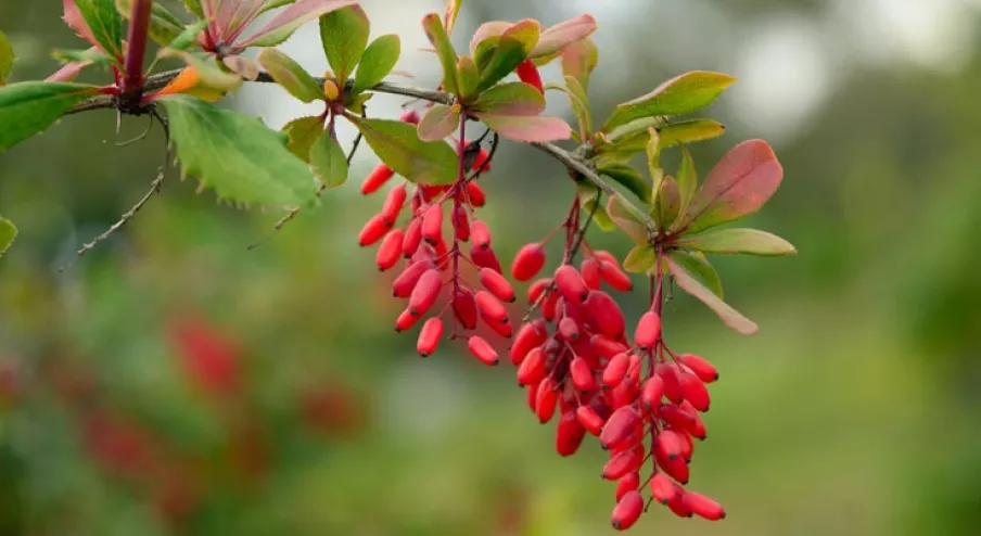 خواص زرشک قرمز برای کبد (3 تاثیر شگفت انگیز)