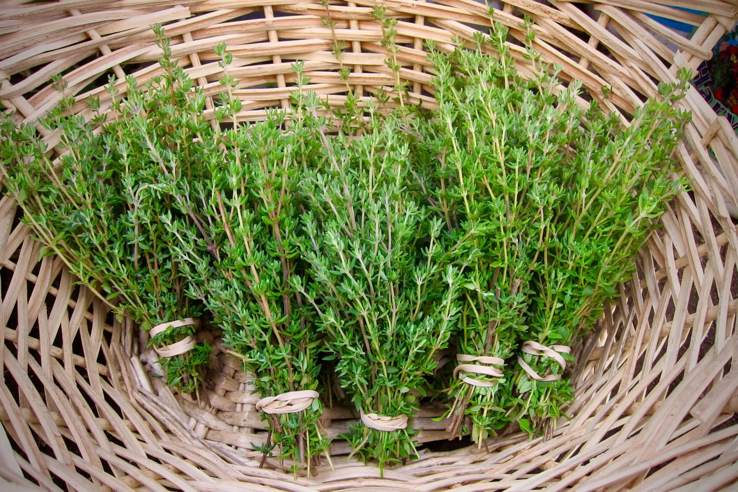 آویشن برای گرفتگی صدا خوبه ؟  (2 نکته شگفت انگیز)