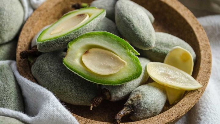 خواص مهم چاقاله بادام برای لاغری + نکات مربوط به آن