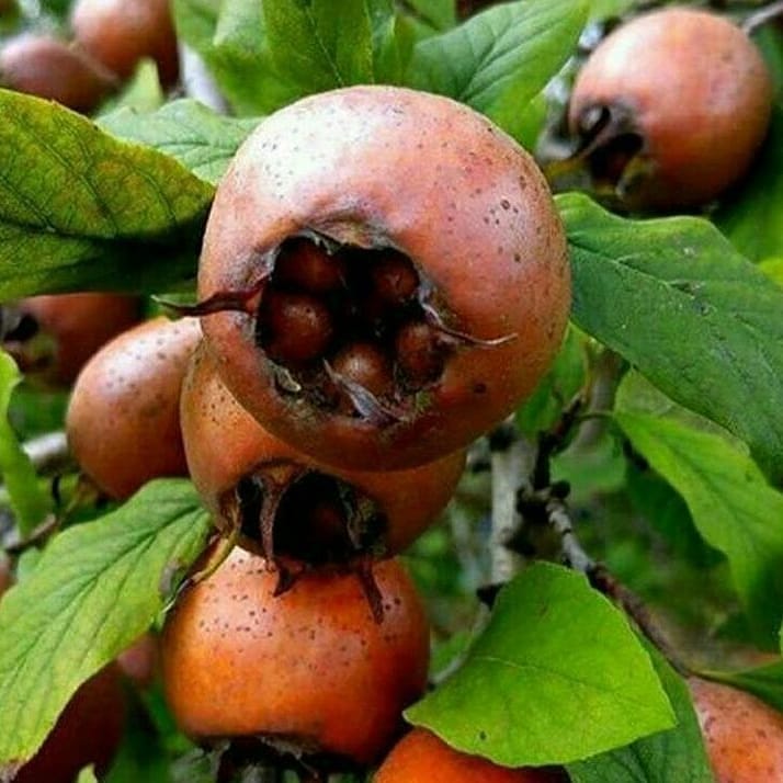 دستور تهیه تهیه ی ترشی ازگیل یک ترشی پاییزی+خواص آن (مرحله به مرحله)