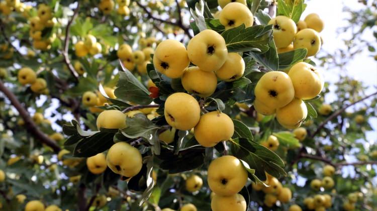 دستور تهیه ی مربای ولیک (زالزالک) خوشمزه با طعمی جدید + خواص آن (مرحله به مرحله)