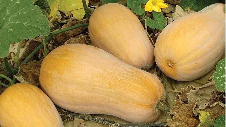 راهنمای خرید کدو حلوایی مرغوب؛ نکاتی که باید بدانید