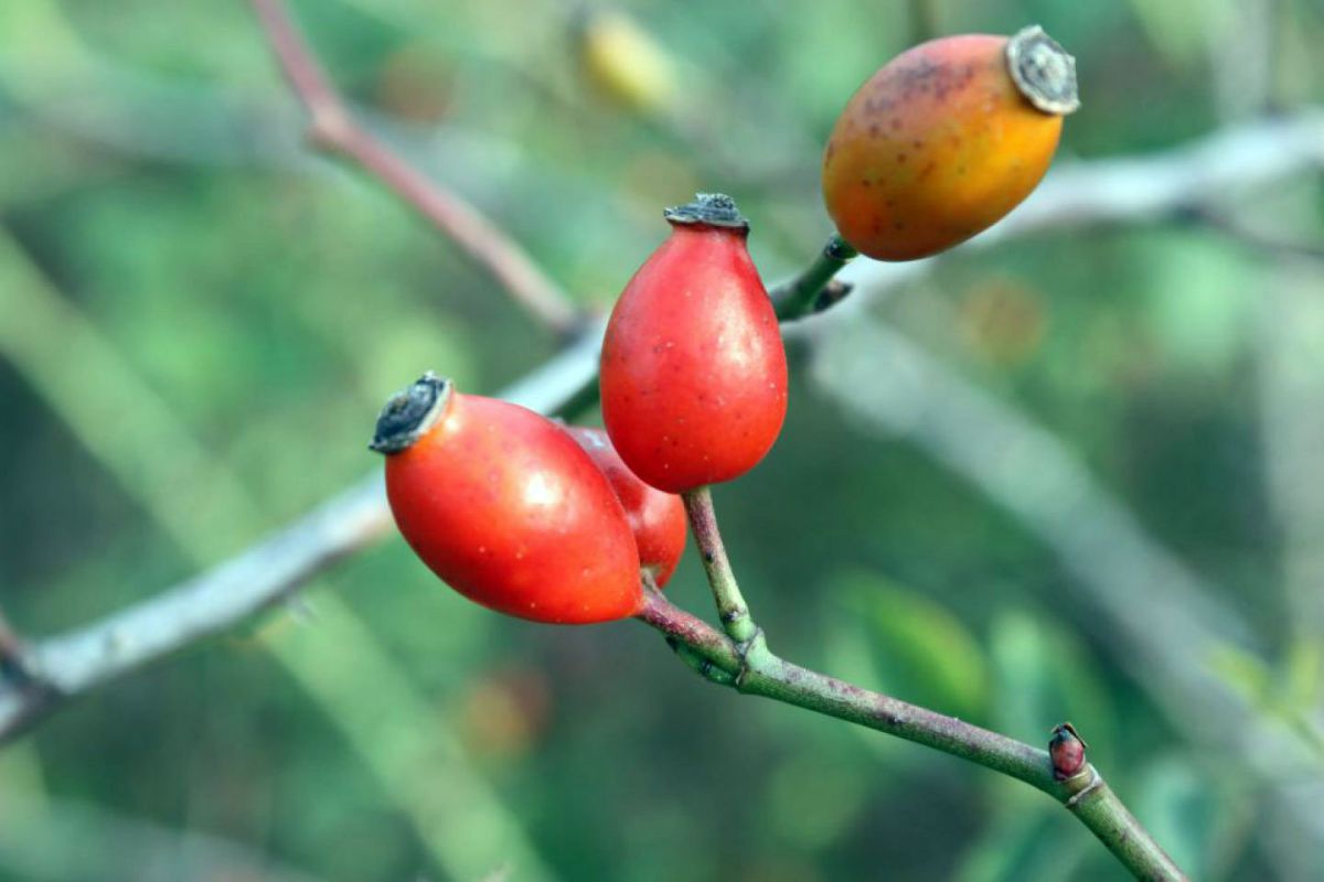 دستور تهیه مربای گل نسترن خوش طعم (مرحله به مرحله)
