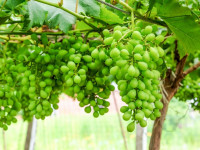 خواص غوره و آبغوره + روش تهیه پودر غوره