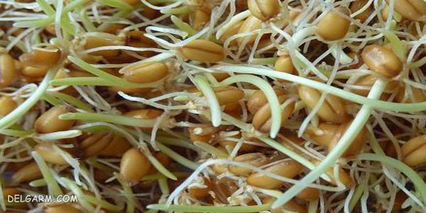 دستور تهیه ی سمنو با جوانه گندم به روش سنتی در منزل (مرحله به مرحله)