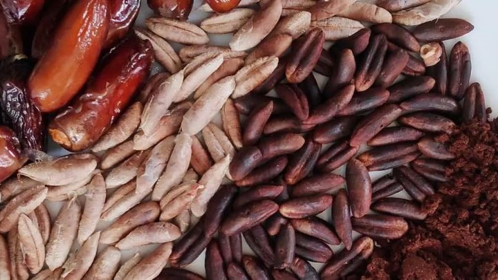 فواید و مضرات قهوه هسته خرما: همه چیز را بدانید + رسپی