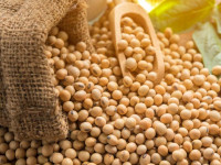 آشنایی با کالری، ارزش غذایی و خواص لوبیا سویا