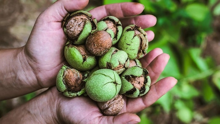 ۴ روش برای خشک کردن گردو تازه
