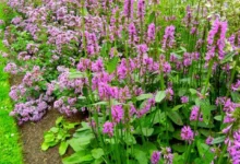 خواص چای کوهی برای لاغری: آیا چای کوهی واقعاً به کاهش وزن کمک می‌کند؟