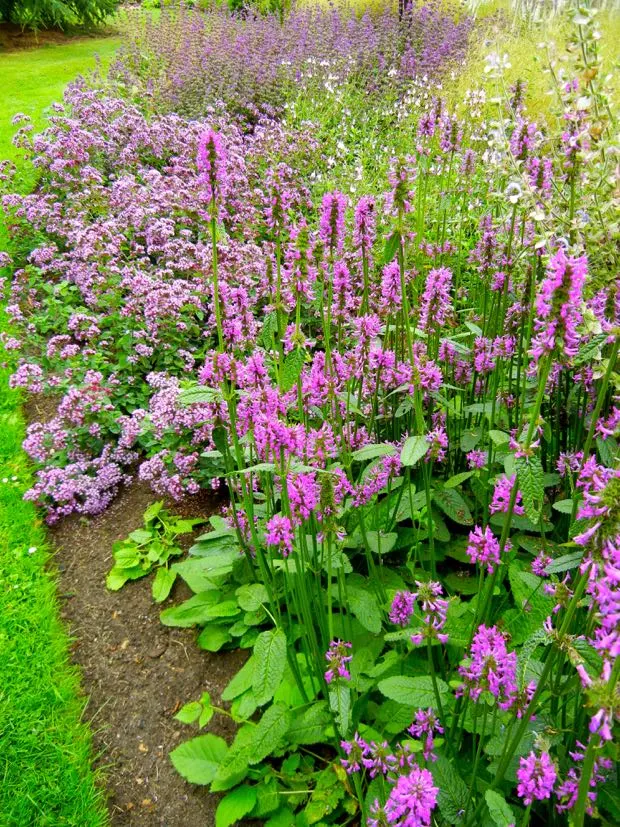 خواص چای کوهی برای لاغری: آیا چای کوهی واقعاً به کاهش وزن کمک می‌کند؟
