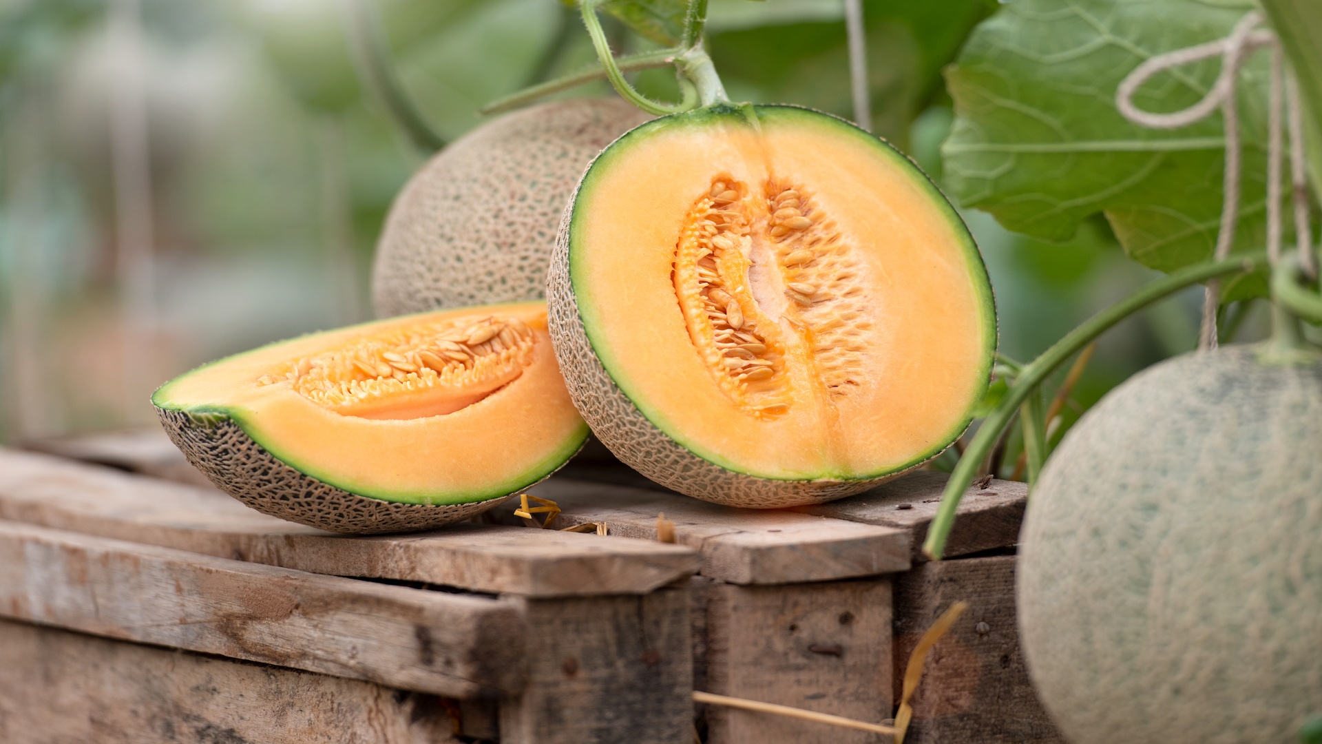 طالبی رسیده را چگونه تشخیص دهیم؟ (2 نکته مهم)