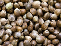 آشنایی با روش تهیه شاه دانه بوداده در منزل
