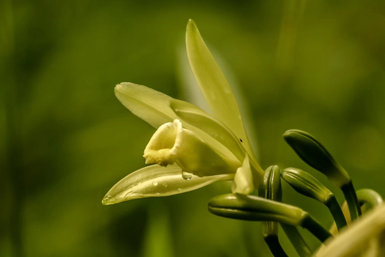 وانیلین طبیعی چیست و چه کاربردهایی دارد؟ (2 نکته مهم) وانیلین طبیعی چیست و چه کاربردهایی دارد؟ (2 نکته مهم)