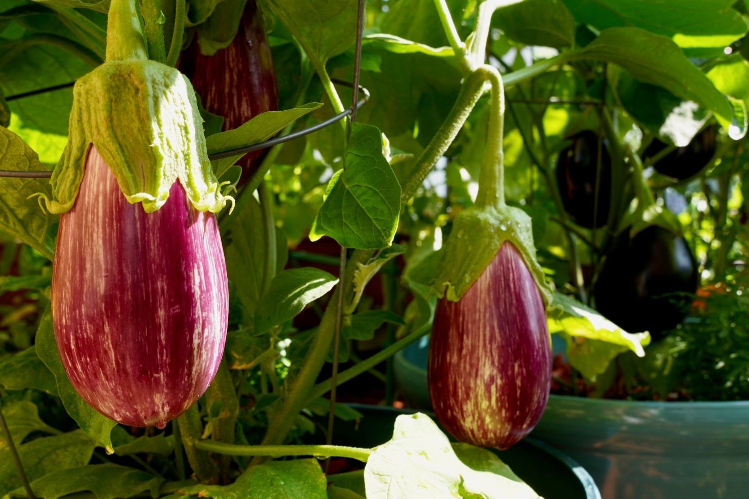بادمجان گرافیتی