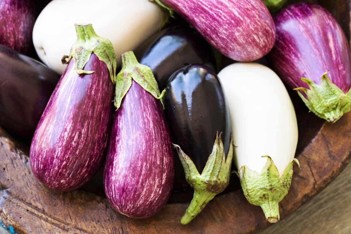 با 12 نوع مختلف بادمجان آشنا شوید (2 نکته مهم) با 12 نوع مختلف بادمجان آشنا شوید (2 نکته مهم)