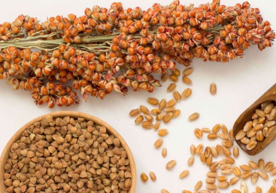 آموزش نحوه ی پخت ذرت خوشه ای یا سورگوم + خواص (2 نکته مهم) آموزش نحوه ی پخت ذرت خوشه ای یا سورگوم + خواص (2 نکته مهم)