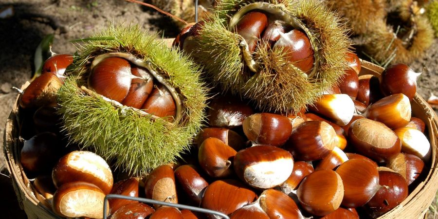 ۳ روش برای پخت شاه بلوط + نحوه انتخاب و نگهداری (2 نکته مهم)