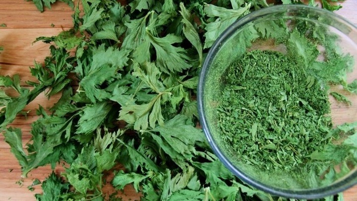 چگونه برگ کرفس را خشک کنیم؟ ۳ روش طلایی